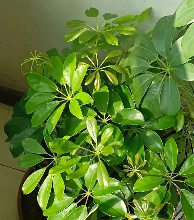 高溫季節，房子再小都要養這8種「吸毒花」，室內空氣會越來越好