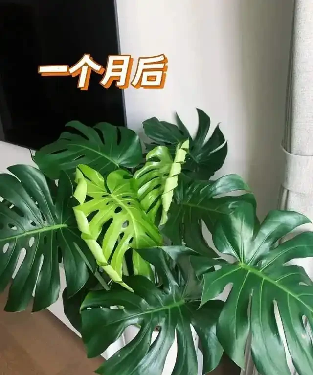 高溫季節，房子再小都要養這8種「吸毒花」，室內空氣會越來越好