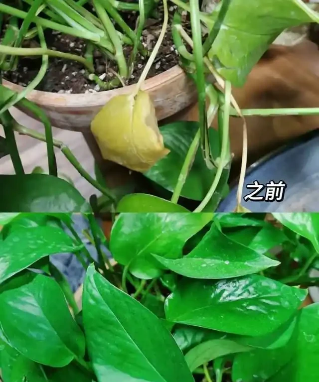 高溫季節，房子再小都要養這8種「吸毒花」，室內空氣會越來越好