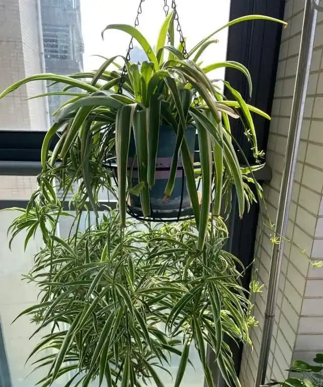 高溫季節，房子再小都要養這8種「吸毒花」，室內空氣會越來越好