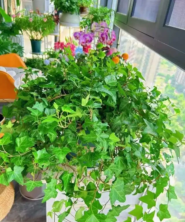 高溫季節，房子再小都要養這8種「吸毒花」，室內空氣會越來越好