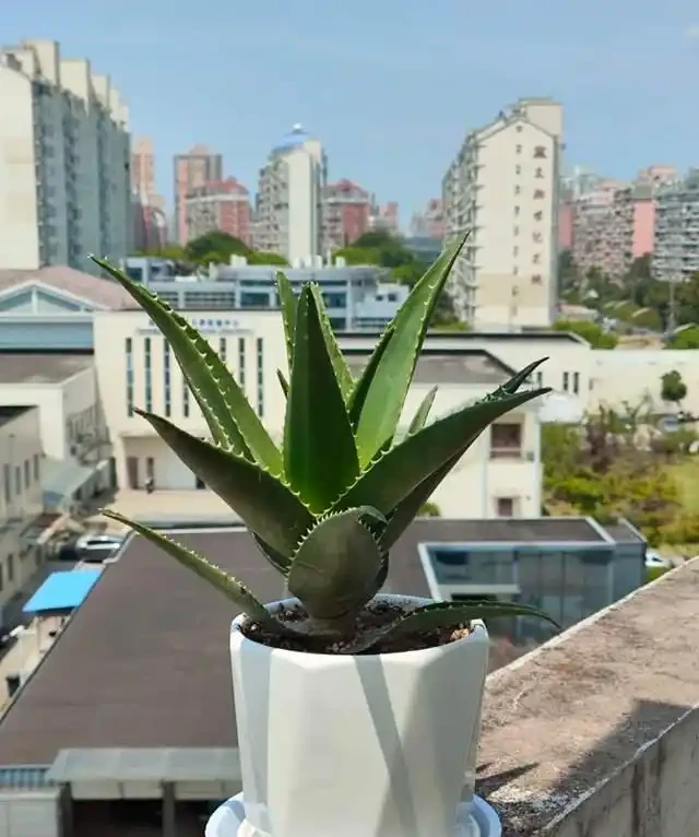 高溫季節，房子再小都要養這8種「吸毒花」，室內空氣會越來越好