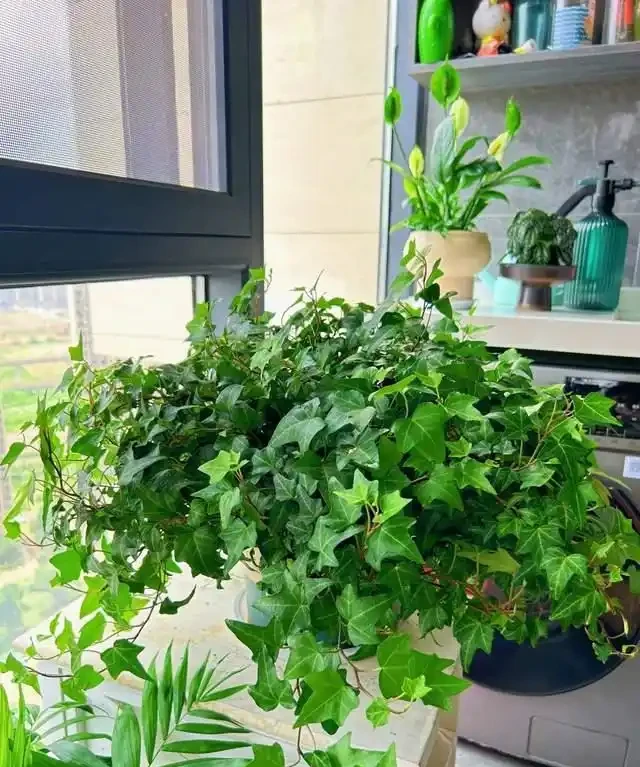 高溫季節，房子再小都要養這8種「吸毒花」，室內空氣會越來越好