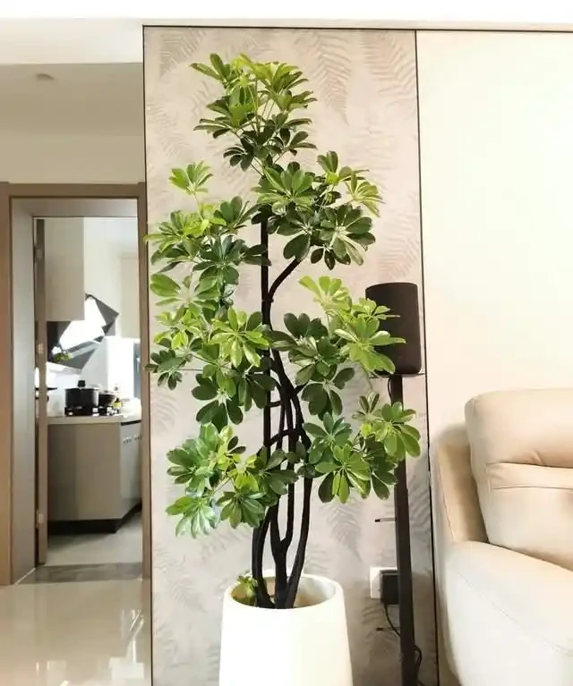高溫季節，房子再小都要養這8種「吸毒花」，室內空氣會越來越好