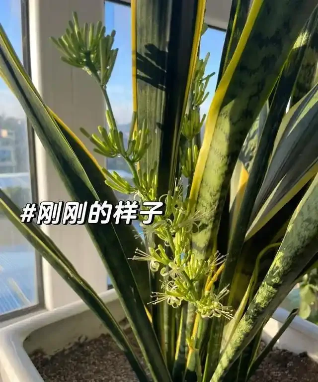 高溫季節，房子再小都要養這8種「吸毒花」，室內空氣會越來越好