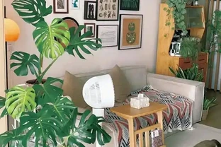 高溫季節，房子再小都要養這8種「吸毒花」，室內空氣會越來越好