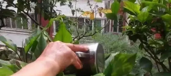 淘米水澆花藏大坑,3個步驟沒做對,花草全蔫你後悔莫及