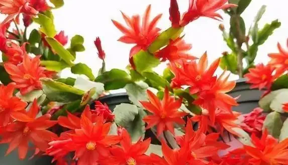 淘米水澆花藏大坑,3個步驟沒做對,花草全蔫你後悔莫及