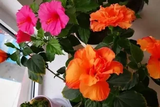 淘米水澆花藏大坑，3個步驟沒做對，花草全蔫你後悔莫及