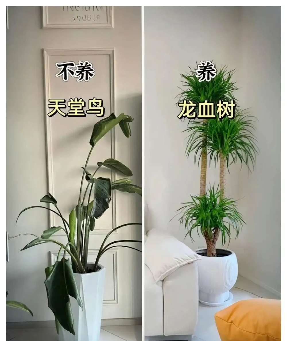 新家綠植！9 種旺宅神植 + 9 種避雷指南，懶人也能養出好運氣