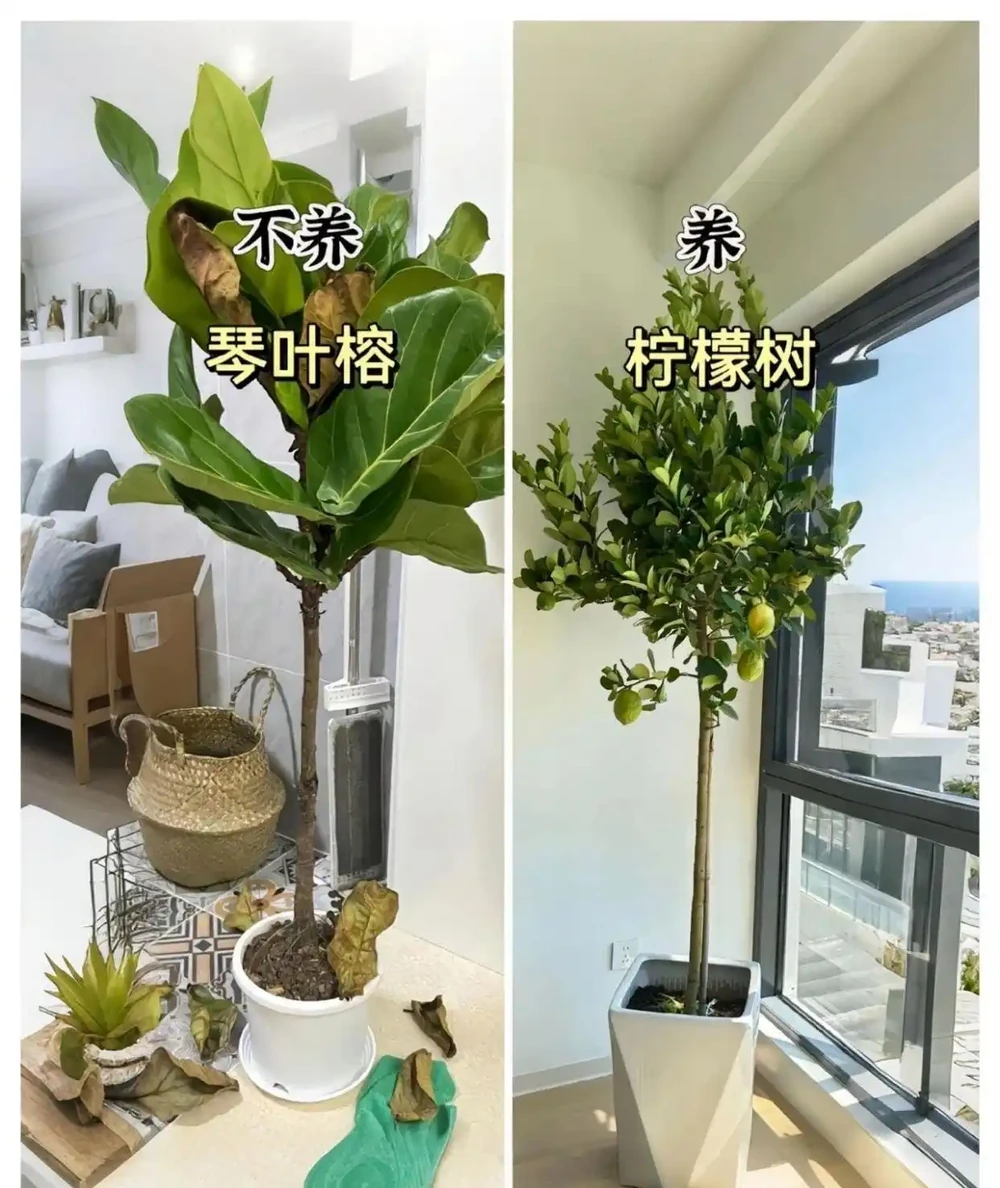 新家綠植！9 種旺宅神植 + 9 種避雷指南，懶人也能養出好運氣
