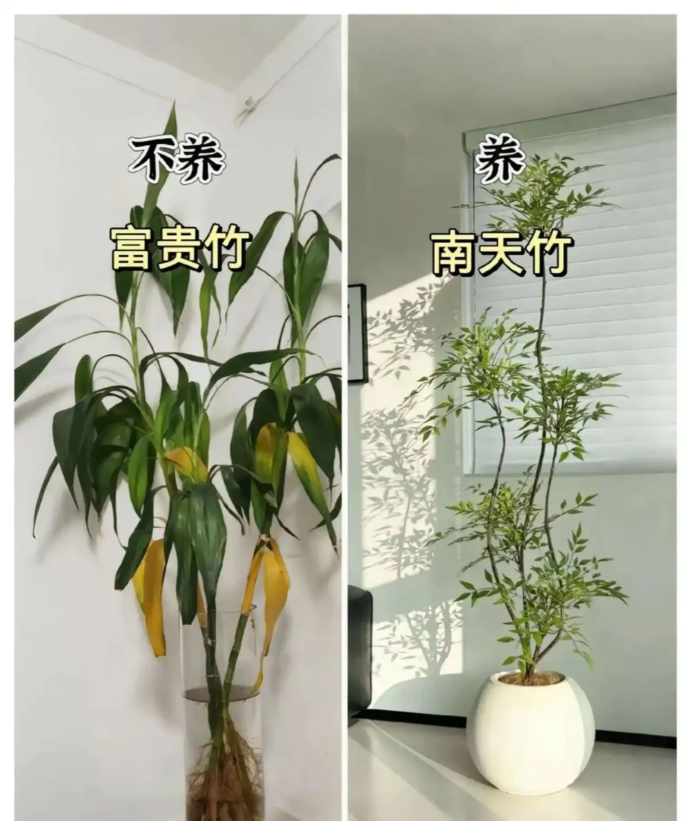 新家綠植！9 種旺宅神植 + 9 種避雷指南，懶人也能養出好運氣