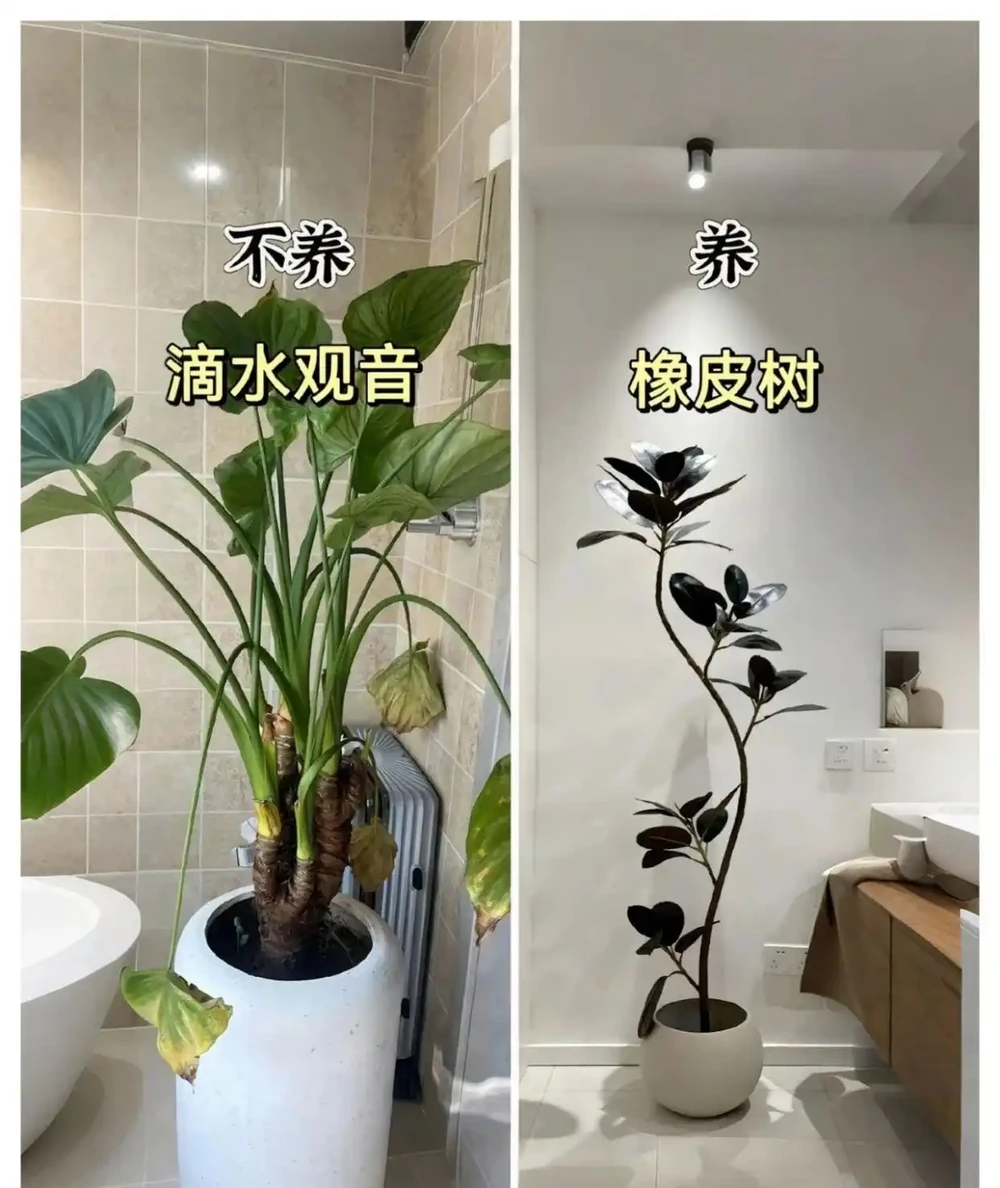 新家綠植！9 種旺宅神植 + 9 種避雷指南，懶人也能養出好運氣