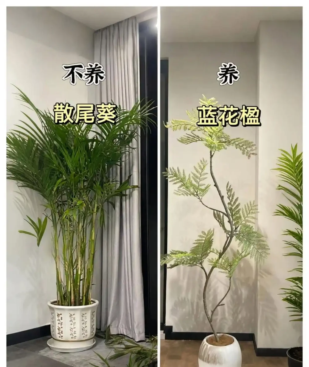 新家綠植！9 種旺宅神植 + 9 種避雷指南，懶人也能養出好運氣
