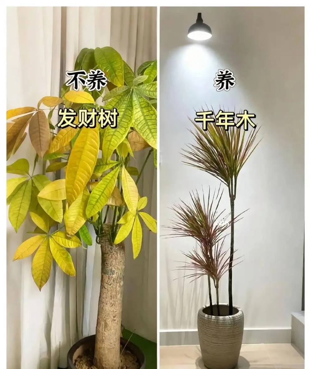 新家綠植！9 種旺宅神植 + 9 種避雷指南，懶人也能養出好運氣