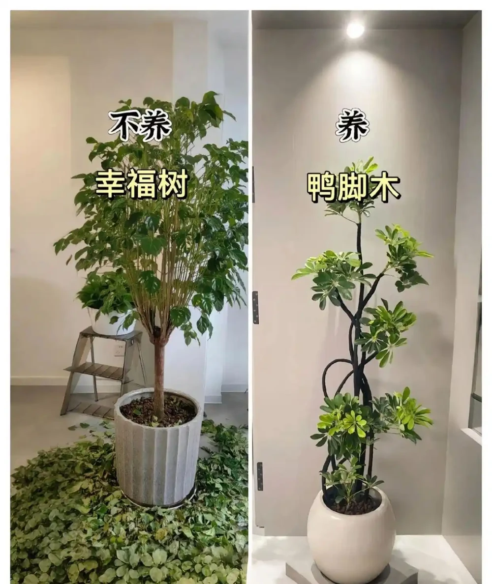 新家綠植！9 種旺宅神植 + 9 種避雷指南，懶人也能養出好運氣