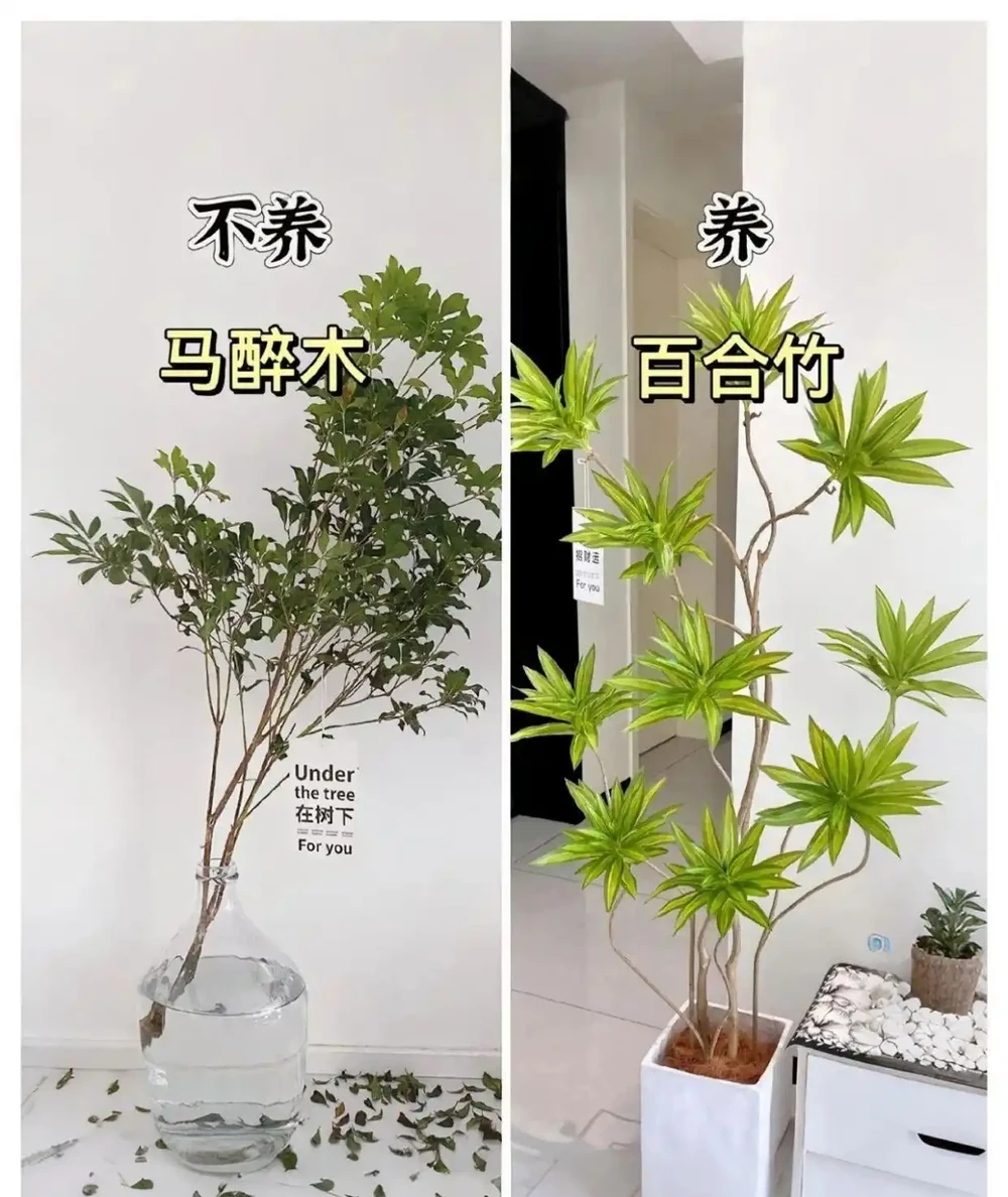 新家綠植！9 種旺宅神植 + 9 種避雷指南，懶人也能養出好運氣