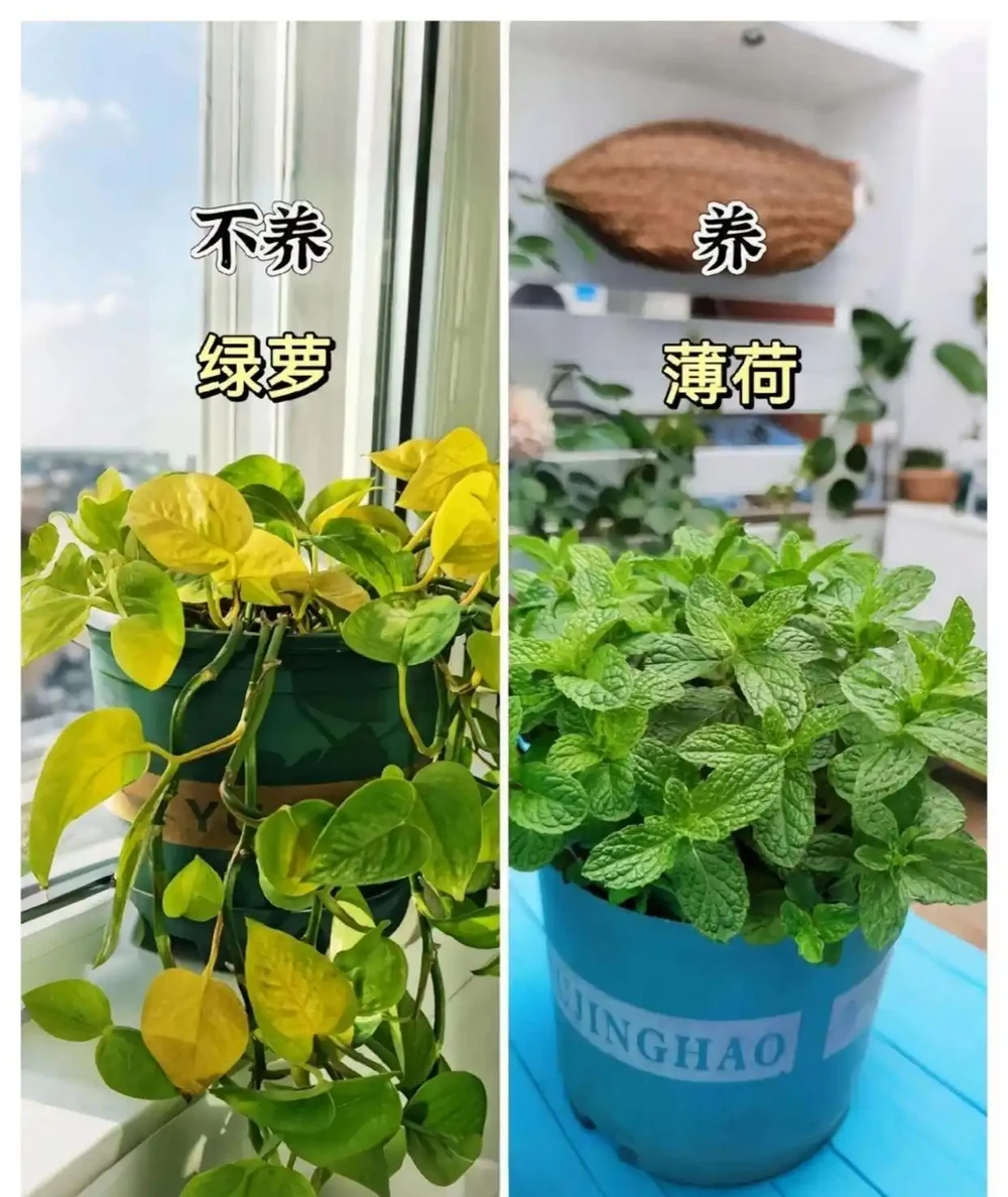 新家綠植！9 種旺宅神植 + 9 種避雷指南，懶人也能養出好運氣