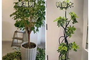 新家綠植！9 種旺宅神植 + 9 種避雷指南，懶人也能養出好運氣