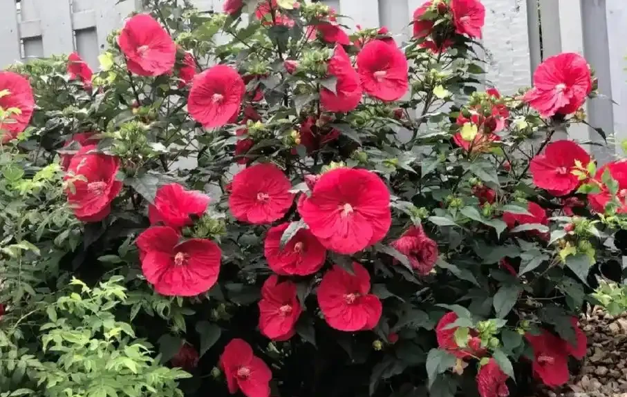 它開花比臉大,耐熱耐曬開花期超長,養護還超簡單