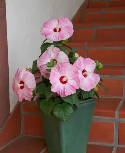 它開花比臉大,耐熱耐曬開花期超長,養護還超簡單