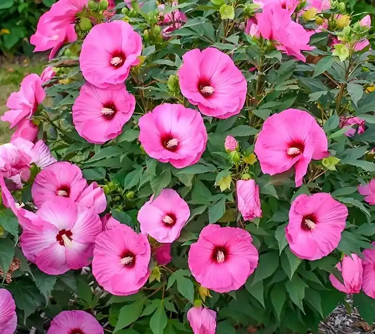 它開花比臉大,耐熱耐曬開花期超長,養護還超簡單