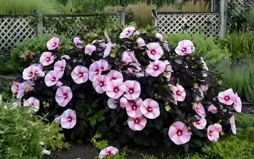 它開花比臉大,耐熱耐曬開花期超長,養護還超簡單