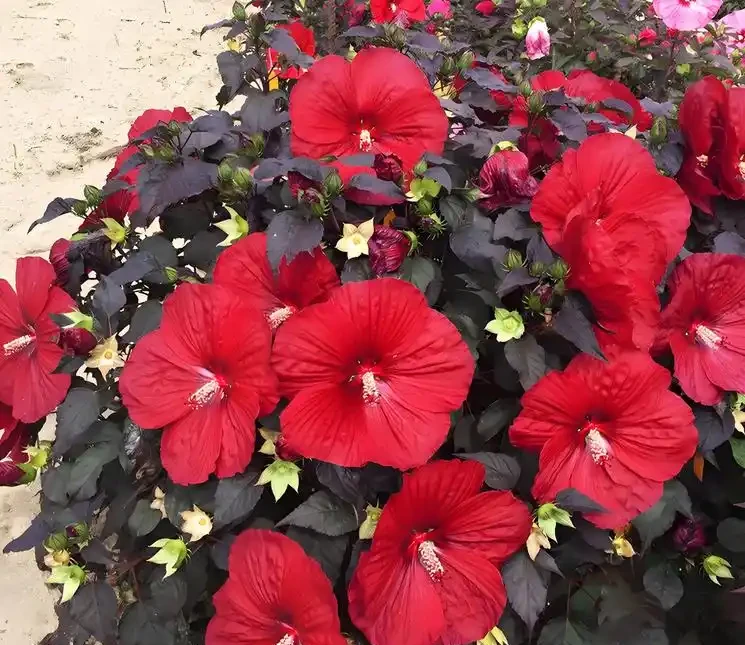 它開花比臉大,耐熱耐曬開花期超長,養護還超簡單