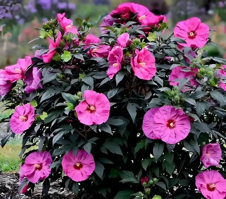它開花比臉大,耐熱耐曬開花期超長,養護還超簡單