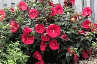 它開花比臉大，耐熱耐曬開花期超長，養護還超簡單