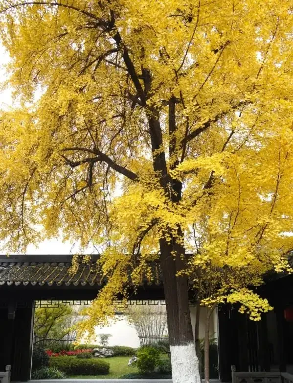 「富不富，院中樹」！院子裡有5種樹，生活差不到哪裡去
