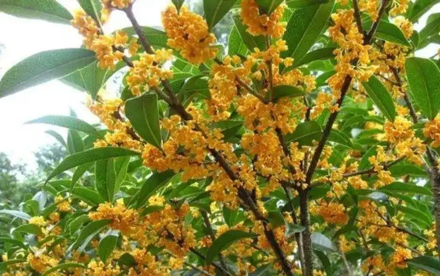 「富不富，院中樹」！院子裡有5種樹，生活差不到哪裡去