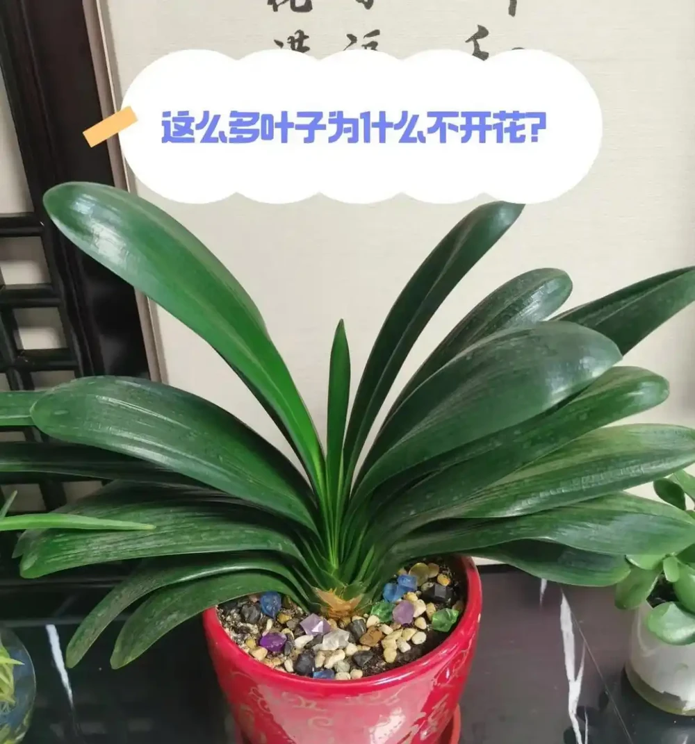 曾風靡一時的君子蘭,為何不「香」了?原來坑人的「貓膩」太多了
