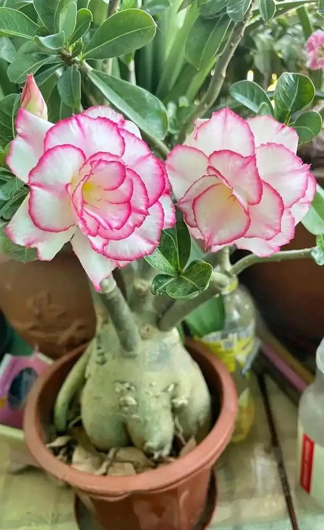 沙漠玫瑰幾月份修剪最好,有哪些注意事項