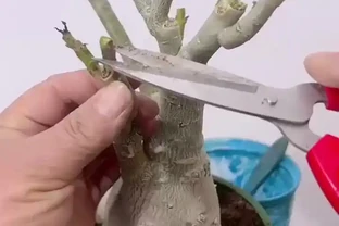 沙漠玫瑰幾月份修剪最好，有哪些注意事項