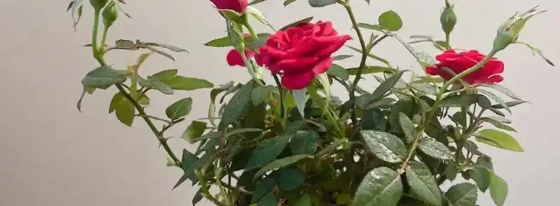 冬季玫瑰花要怎麼養護?玫瑰花掉葉子怎麼補救