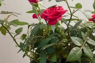 冬季玫瑰花要怎麼養護？玫瑰花掉葉子怎麼補救