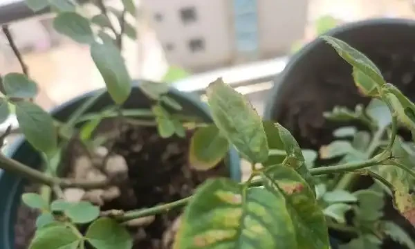 玫瑰花枯萎的補救措施,玫瑰的正確養護方式