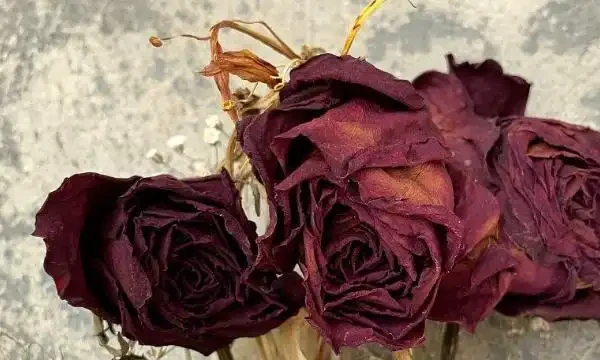 玫瑰花枯萎的補救措施,玫瑰的正確養護方式