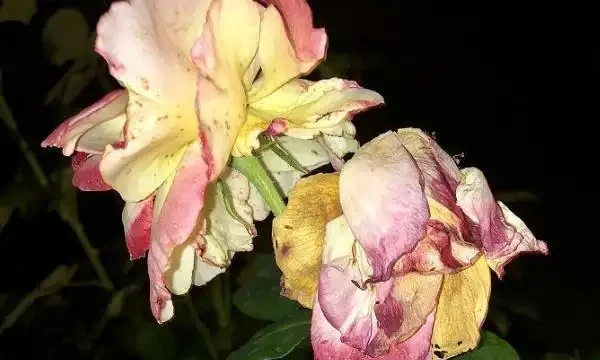 玫瑰花枯萎的補救措施,玫瑰的正確養護方式