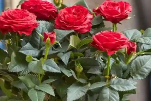 玫瑰花枯萎的補救措施，玫瑰的正確養護方式