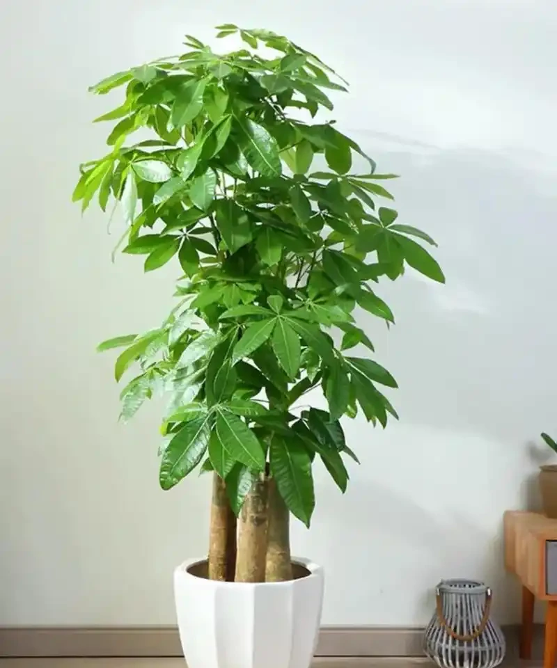 發財樹澆水秘訣,澆錯腐根哭都來不及!