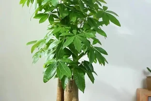 發財樹澆水秘訣，澆錯腐根哭都來不及！