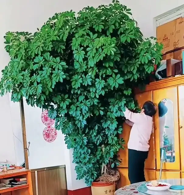 山東一小夥曬「老媽養的鴨腳木」,網友:天,太壯觀了,但不科學