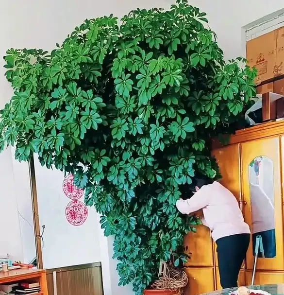 山東一小夥曬「老媽養的鴨腳木」,網友:天,太壯觀了,但不科學
