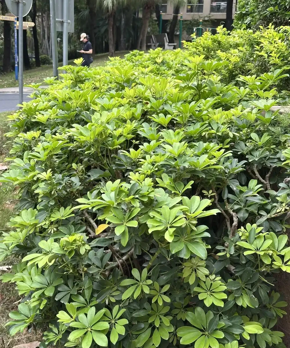 山東一小夥曬「老媽養的鴨腳木」,網友:天,太壯觀了,但不科學