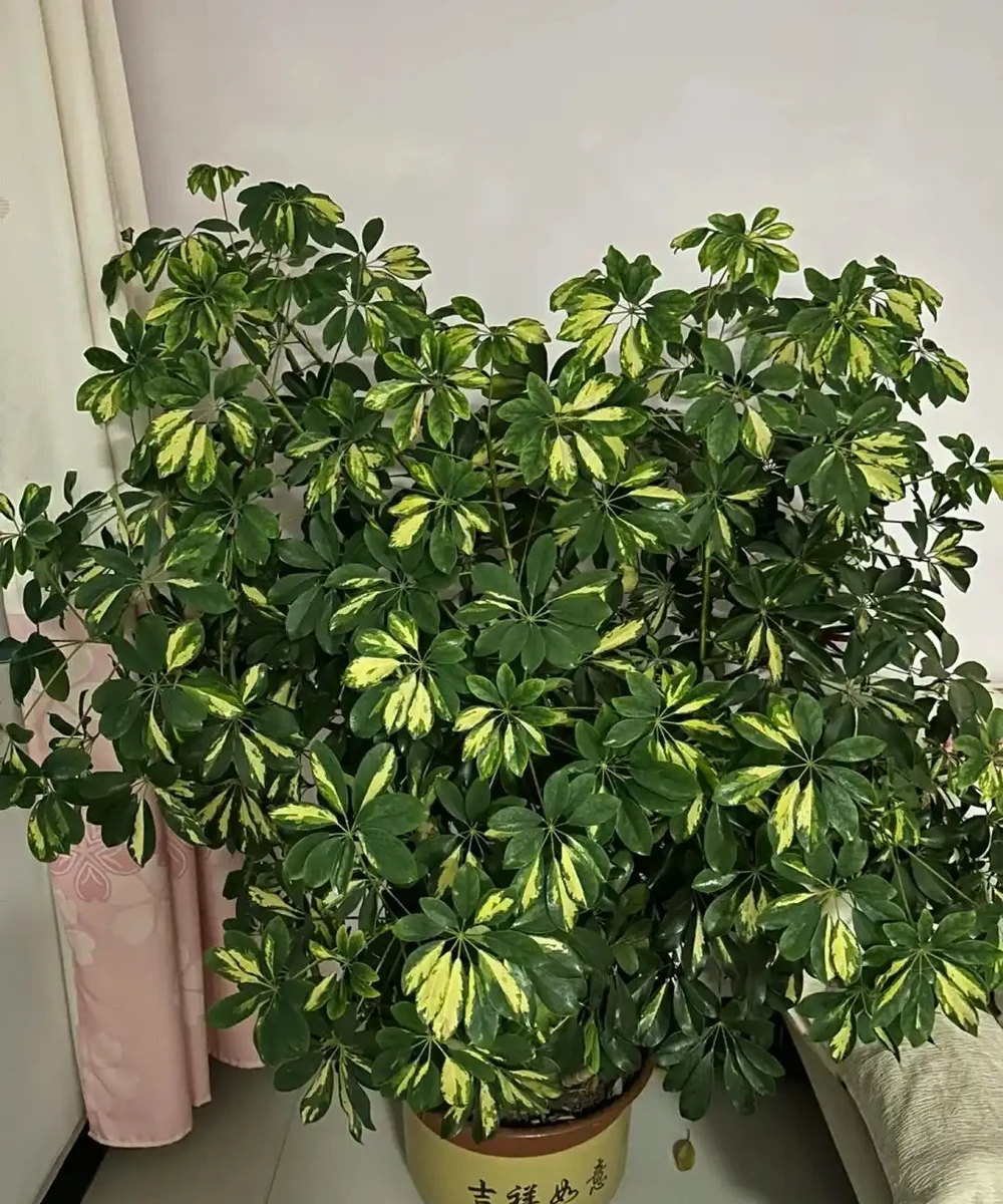山東一小夥曬「老媽養的鴨腳木」,網友:天,太壯觀了,但不科學