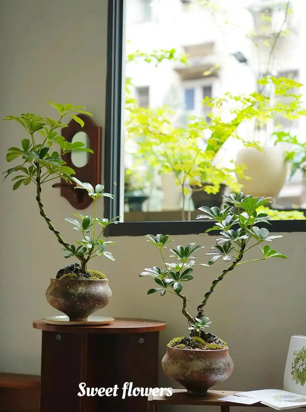 山東一小夥曬「老媽養的鴨腳木」,網友:天,太壯觀了,但不科學
