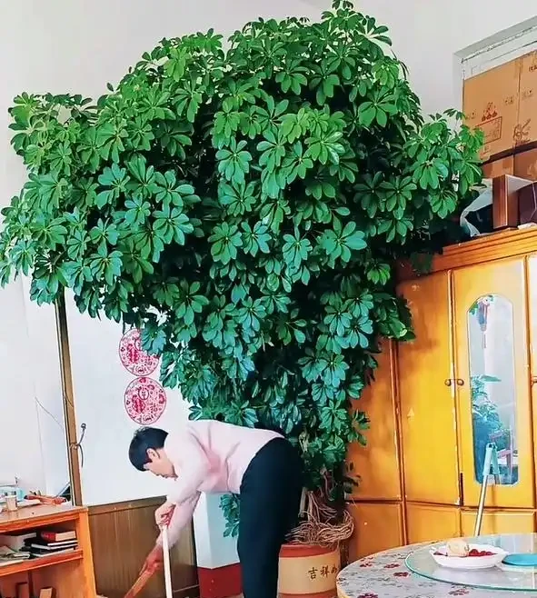 山東一小夥曬「老媽養的鴨腳木」,網友:天,太壯觀了,但不科學