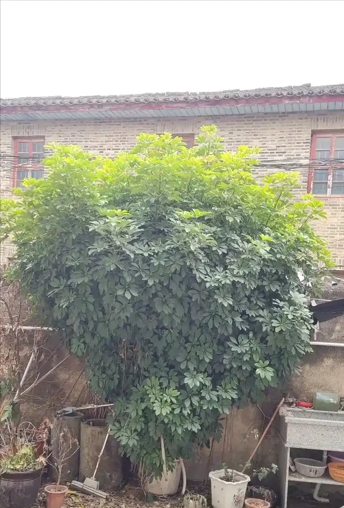 山東一小夥曬「老媽養的鴨腳木」,網友:天,太壯觀了,但不科學